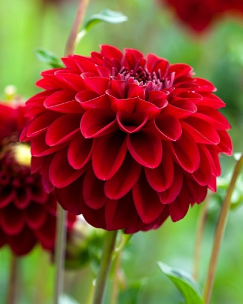 Dahlia Natal